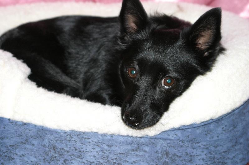 Skipper the Schipperke