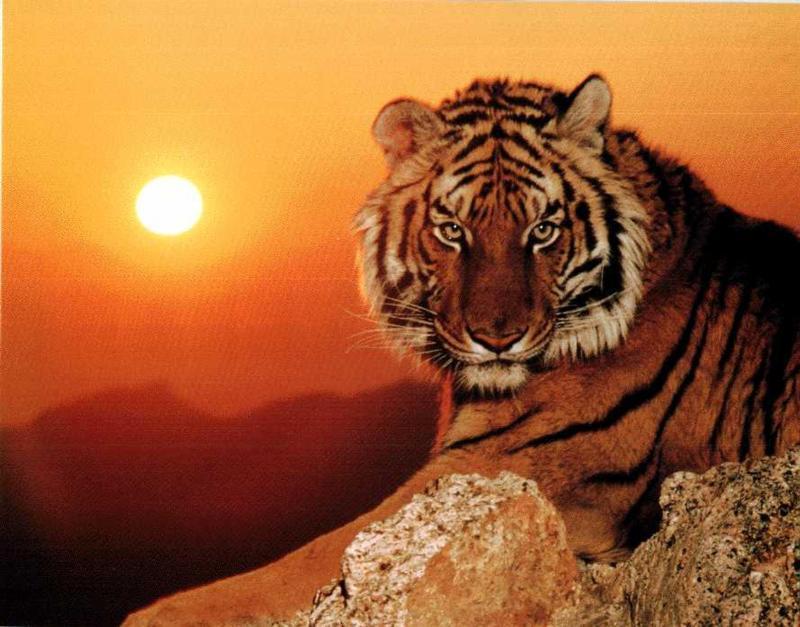 Tiger in the Sun themselves