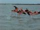 Thumbnail of flam_takeoff.jpg