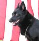 Thumbnail of SKIPPER_USA.JPG