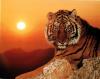 Thumbnail of TIGER_SUN800X627.JPG